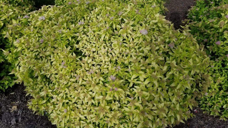 The Lord Is My Light And I Love Him