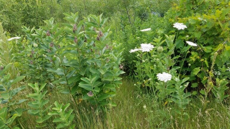 Repent And Trust In The Lord