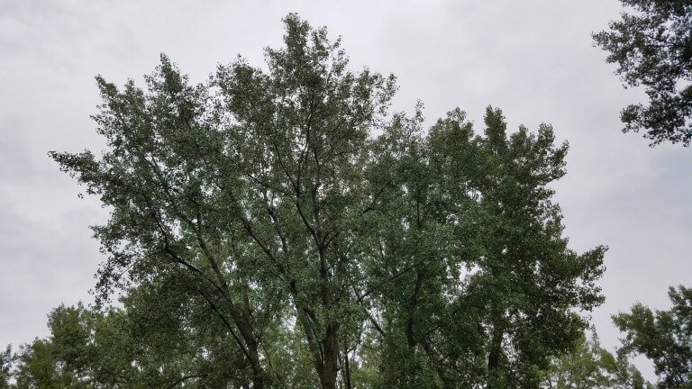 Worship The Lord Jesus