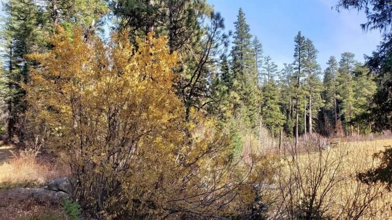 Sacrificing Children In Abortion