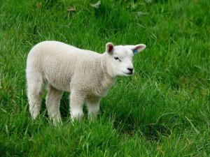 The Perfect, Spotless Passover Lamb
